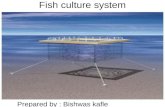 Fish culture system