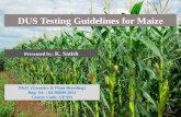 DUS Test Guidelines for Maize