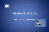6. migrant bird