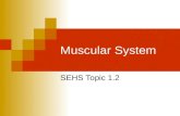 Topic 1.2   muscular system - whole ppt
