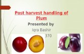 Post harvest handling of Plum