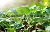 Viral diseases management in plants.