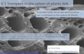 BioKnowledgy Presentation on 9.1 Transport in the xylem of plants (AHL)