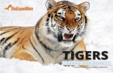 Tigers, the biggest cat