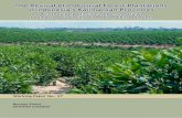 The revival of industrial forest plantations in Indonesia's Kalimantan ...