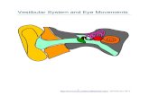 Vestibular System and Eye Movements