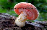 Classification n evolution of fungi