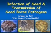 Infection of Seed & Transmission of Seed Borne Pathogens