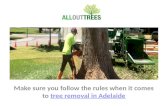Tree Removal Adelaide | Stump Tree Removal Adelaide - All Out Trees