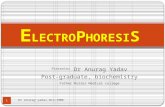 Iso electric focussing gel electrophoresis