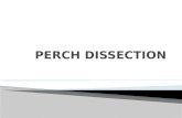 Perch dissection