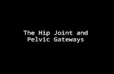 Slideshow: Hip Joint and Pelvic Gateways