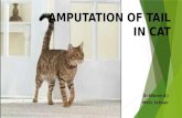 Amputation of tail in cat