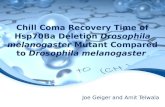 Chill Coma Recovery Time of Hsp70Ba Deletion Drosophila melanogaster Mutant Compared to Drosophila melanogaster