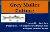 Grey mullet culture