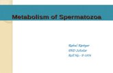 Metabolism of spermatozoa