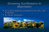Growing Sunflowers In Blenheim Ass 2