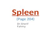 The Spleen (Anatomy of the Abdomen)
