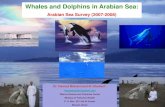 Whales and Dolphins in Arabian Sea: Arabian Sea Survey
