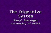 The digestive-system-powerpoint-