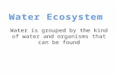 Water ecosystem