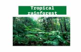 4 tropical rain forest biome