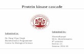 protein kinase cascade