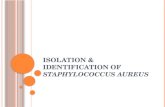 Isolation & identification of staphylococcus auerus
