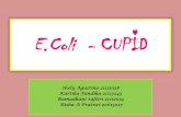 CUPID - Cuprum Rapid indicator
