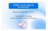 TESE: Testis Sperm Extraction