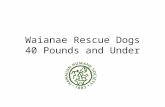 Waianae rescue dogs   40 and under 1.8.17