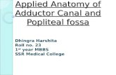 Applied anatomy of adductor canal and popliteal fossa