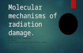 Molecular Mechanisms of Radiation Damage.