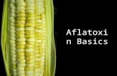 Aflatoxin basics