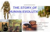 Human Evolution Stage & Trait