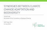 Synergies between climate change adaptation and biodiversity