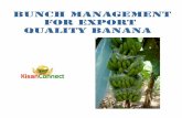 Bunch Management for Export of Banana fruits from India