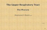 Upper Respiratory Tract. The Pharynx