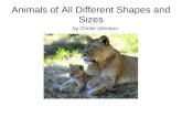 Animals of all different shapes and sizes