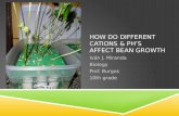 How do different cations & ph’s affect bean