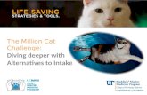 Diving Deeper into the Million Cat Challenge:  Alternatives to Intake