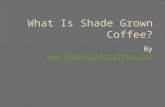 What Is Shade Grown Coffee?