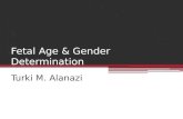 Fetal age & gender determination.