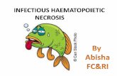 Infectious Heamopoietic Necrosis Virus