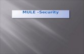 Mule  security - pgp