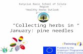 Collecting herbs in January: pine needles