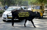 Cows have full democratic rights on indian roads