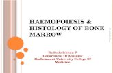 Haemopoisis and Histology of Bone Marrow