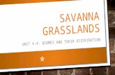 Savanna grasslands