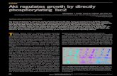 Akt regulates growth by directly phosphorylating Tsc2